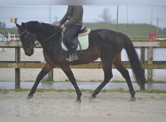 Otras razas, Caballo castrado, 11 años, 162 cm, Castaño oscuro