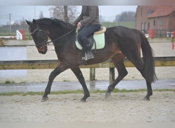 Otras razas, Caballo castrado, 11 años, 162 cm, Castaño oscuro