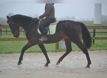 Otras razas, Caballo castrado, 11 años, 162 cm, Castaño oscuro