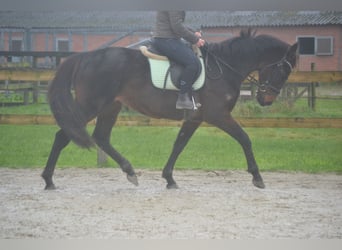 Otras razas, Caballo castrado, 11 años, 162 cm, Castaño oscuro