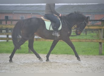 Otras razas, Caballo castrado, 11 años, 162 cm, Castaño oscuro