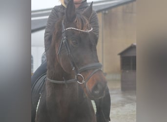 Otras razas, Caballo castrado, 11 años, 162 cm, Castaño oscuro