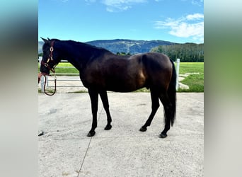 Otras razas, Caballo castrado, 11 años, 162 cm, Negro