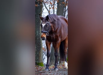 Otras razas, Caballo castrado, 11 años, 164 cm, Castaño