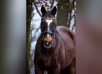 Otras razas, Caballo castrado, 11 años, 164 cm, Castaño