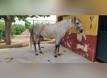 Otras razas, Caballo castrado, 11 años, 168 cm, Tordo