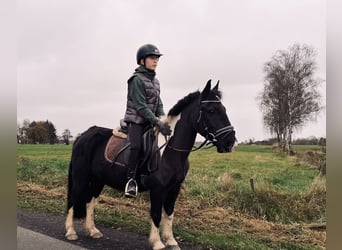 Otras razas, Caballo castrado, 12 años, 130 cm, Pío