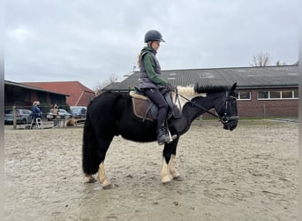 Otras razas, Caballo castrado, 12 años, 130 cm, Pío