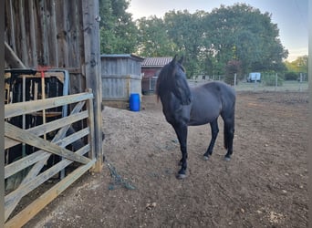 Otras razas, Caballo castrado, 12 años, 150 cm, Negro