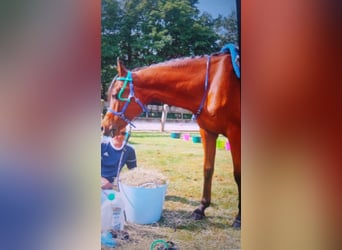 Otras razas, Caballo castrado, 12 años, 154 cm, Castaño