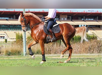 Otras razas, Caballo castrado, 12 años, 164 cm, Palomino