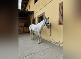 Otras razas, Caballo castrado, 12 años, 164 cm, Tordo