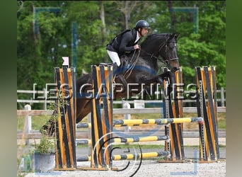 Otras razas, Caballo castrado, 12 años, 165 cm, Negro