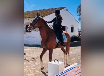 Otras razas, Caballo castrado, 12 años, 168 cm