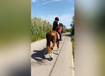 Otras razas, Caballo castrado, 12 años, 170 cm