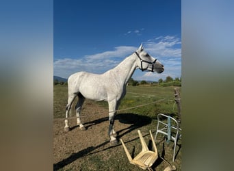 Otras razas, Caballo castrado, 12 años, 180 cm, Tordo