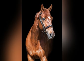 Otras razas, Caballo castrado, 12 años, Alazán-tostado