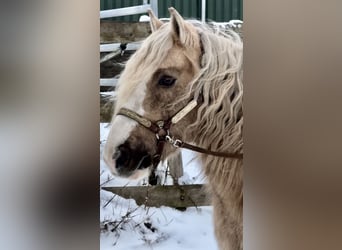 Otras razas, Caballo castrado, 13 años, 133 cm, Overo-todas las-capas