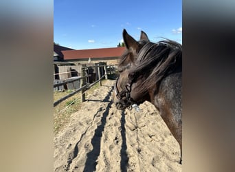 Otras razas Mestizo, Caballo castrado, 13 años, 135 cm, Pío