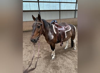 Otras razas Mestizo, Caballo castrado, 13 años, 135 cm, Pío