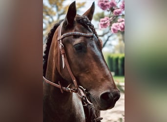 Otras razas Mestizo, Caballo castrado, 13 años, 135 cm, Pío