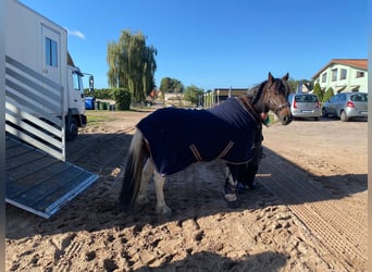 Otras razas Mestizo, Caballo castrado, 13 años, 135 cm, Pío