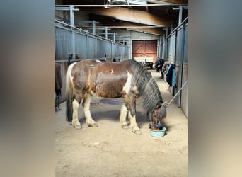 Otras razas Mestizo, Caballo castrado, 13 años, 135 cm, Pío