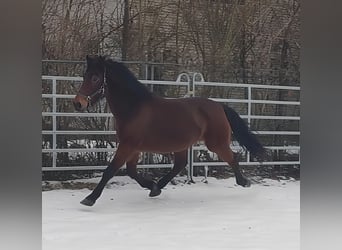 Otras razas, Caballo castrado, 13 años, 158 cm, Castaño
