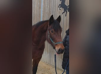 Otras razas, Caballo castrado, 13 años, 158 cm, Castaño
