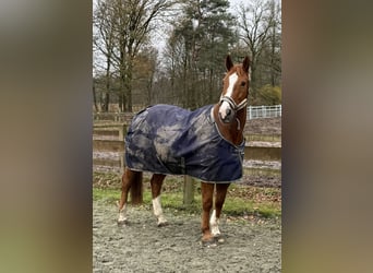 Otras razas, Caballo castrado, 13 años, 160 cm, Alazán