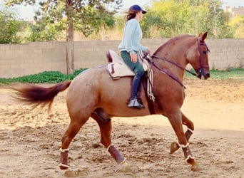 Otras razas, Caballo castrado, 13 años, 162 cm, Ruano alazán