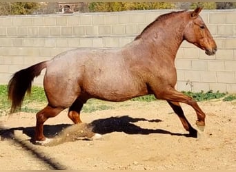 Otras razas, Caballo castrado, 13 años, 162 cm, Ruano alazán