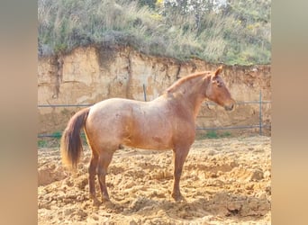 Otras razas, Caballo castrado, 13 años, 162 cm, Ruano alazán