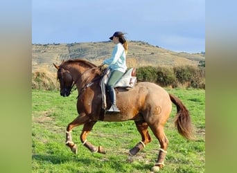 Otras razas, Caballo castrado, 13 años, 162 cm, Ruano alazán