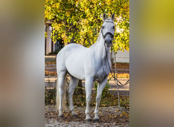 Otras razas, Caballo castrado, 13 años, 163 cm