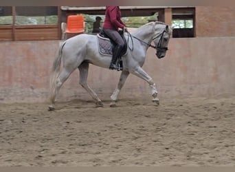 Otras razas, Caballo castrado, 13 años, 163 cm