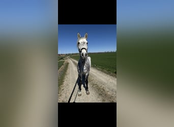 Otras razas, Caballo castrado, 13 años, 172 cm, Tordo rodado