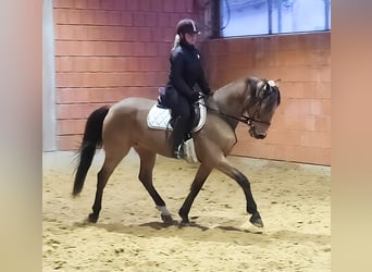 Otras razas, Caballo castrado, 14 años, 155 cm, Bayo