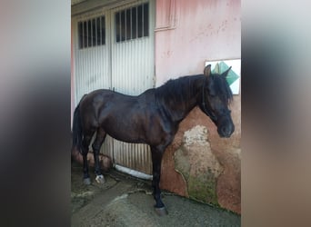 Otras razas Mestizo, Caballo castrado, 14 años, 157 cm, Castaño oscuro