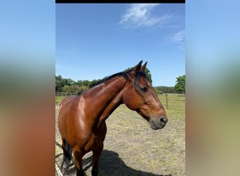 Otras razas, Caballo castrado, 14 años, 160 cm, Castaño