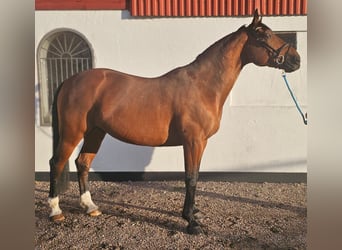 Otras razas Mestizo, Caballo castrado, 14 años, 162 cm, Castaño