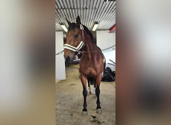 Otras razas Mestizo, Caballo castrado, 14 años, 162 cm, Castaño