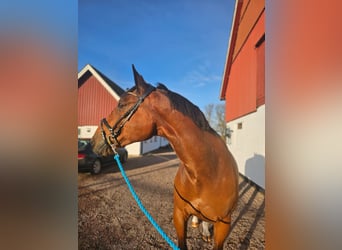 Otras razas Mestizo, Caballo castrado, 14 años, 162 cm, Castaño