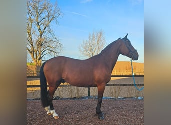 Otras razas Mestizo, Caballo castrado, 14 años, 162 cm, Castaño