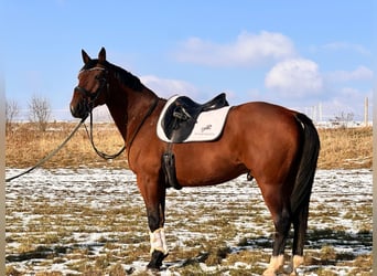 Otras razas Mestizo, Caballo castrado, 14 años, 162 cm, Castaño