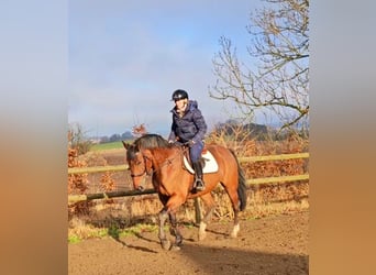 Otras razas Mestizo, Caballo castrado, 14 años, 162 cm, Castaño