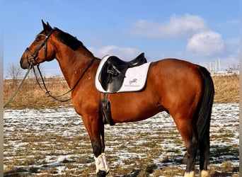 Otras razas Mestizo, Caballo castrado, 14 años, 162 cm, Castaño