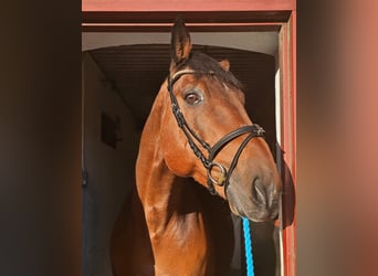 Otras razas Mestizo, Caballo castrado, 14 años, 162 cm, Castaño