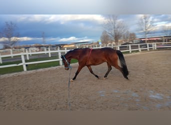 Otras razas Mestizo, Caballo castrado, 14 años, 162 cm, Castaño