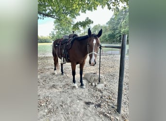 Otras razas Mestizo, Caballo castrado, 14 años, 163 cm, Castaño rojizo
